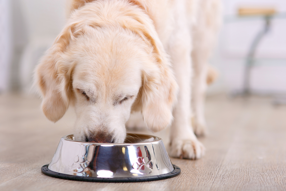 犬が栄養失調になってるかも？実はこれも？犬の栄養失調の症状や原因について。