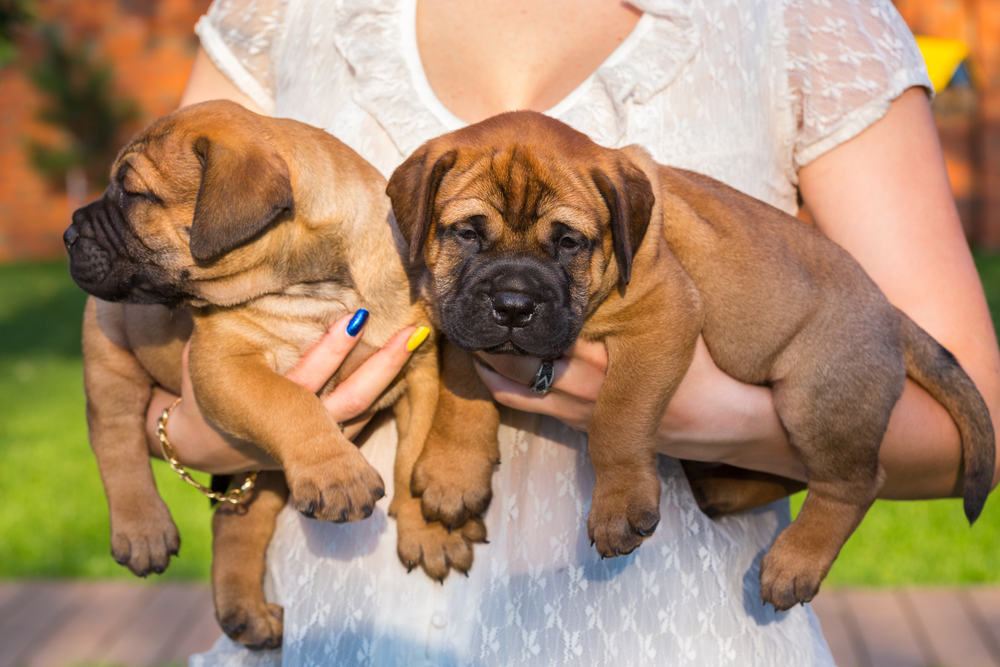 Two little bullmastiff puppy on hands of the woman