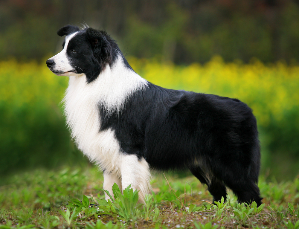ボーダーコリーの成犬の大きさってどのくらい？特徴や子犬との比較