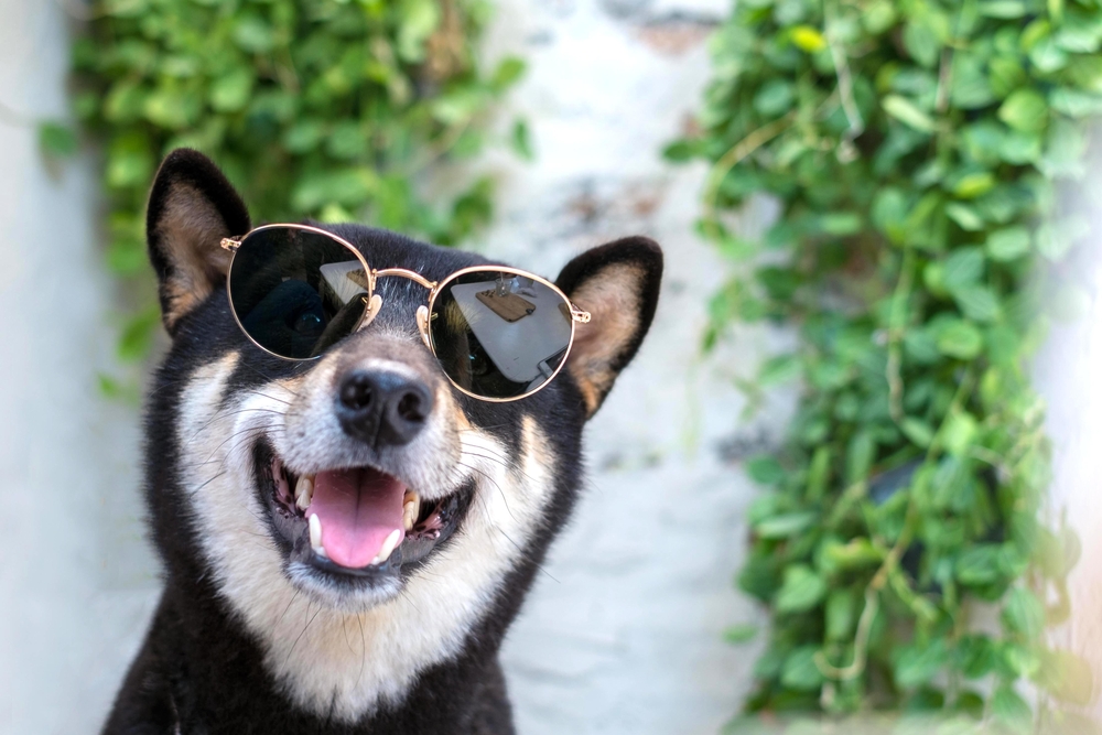 Clever and happy shiba inu dog with sunglasses