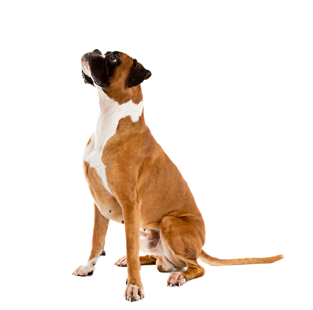 German Fawn-colored Boxer dog, pure breed on white background