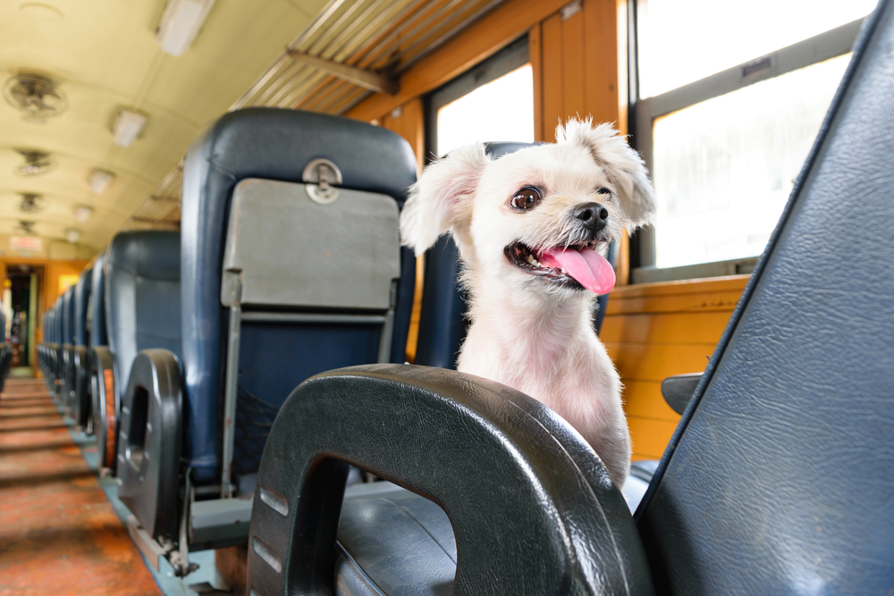 犬を電車に乗せても良い？電車に乗せる際の注意点や事前にできるトレーニングを紹介します！