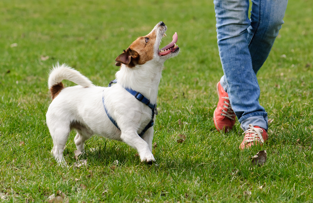 犬