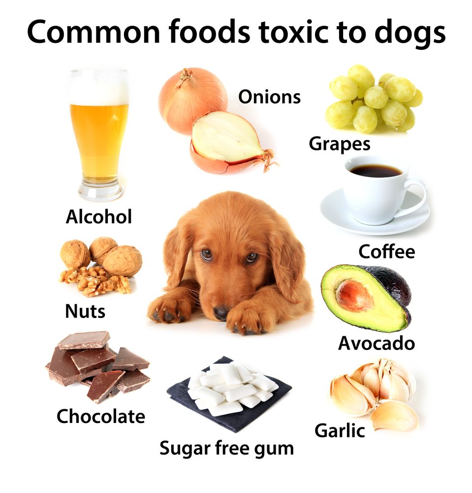 犬にとって危険な食べ物と飲み物