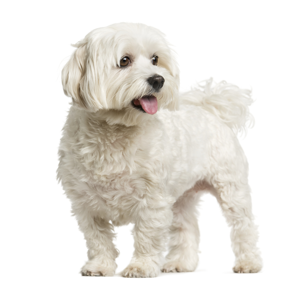 Maltese standing in front of a white background