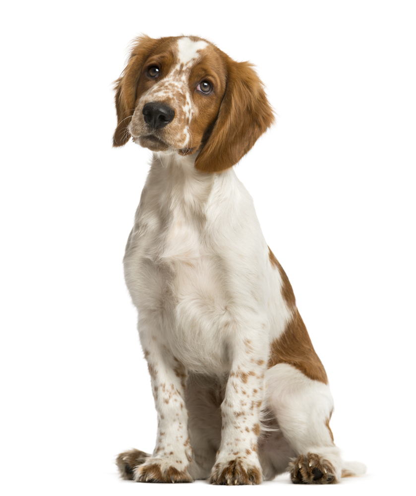 Welsh Springer Spaniel sitting in front of a white background