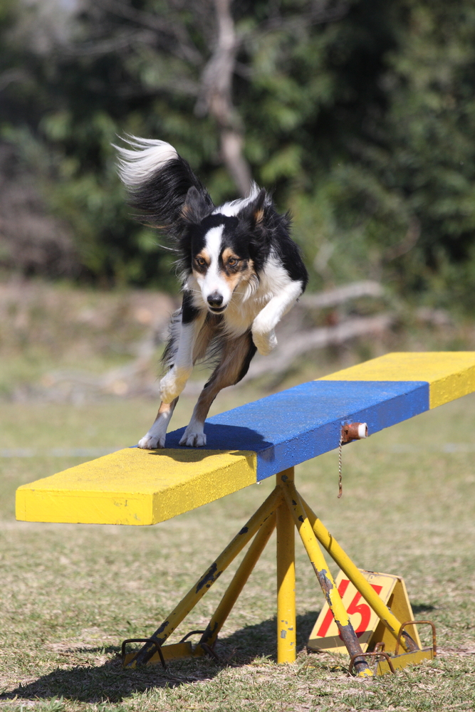 Tri color border collie dog leaps from the agility teeter