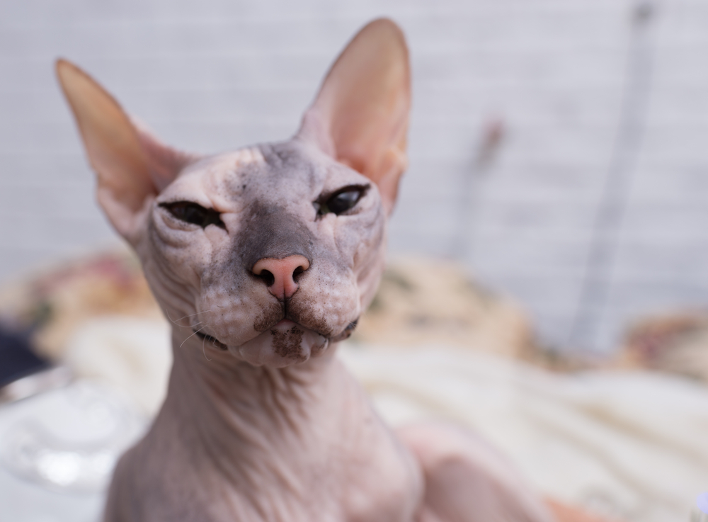 Don Sphynx cat is sitting on the floor