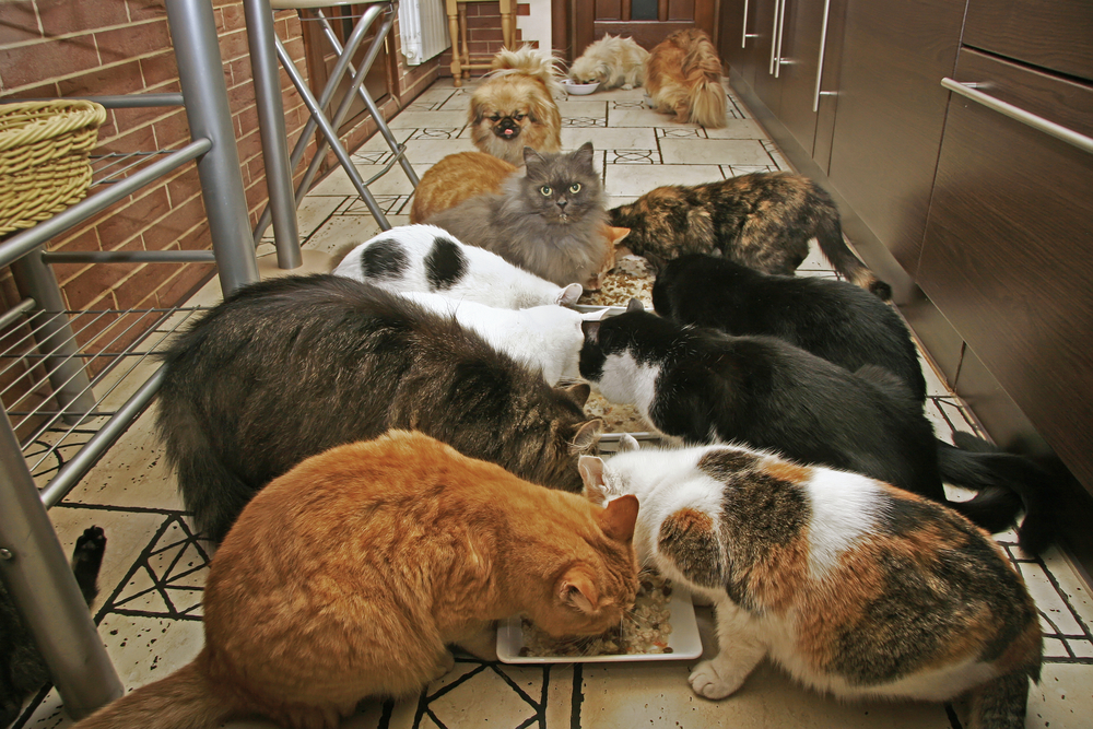 ごはんを食べる猫シェルターの猫たち