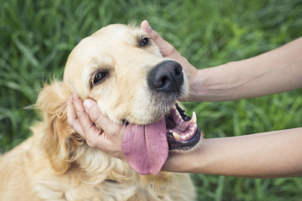 犬に好かれる方法！なぜか犬に好かれる人に共通する４つの特徴とは？