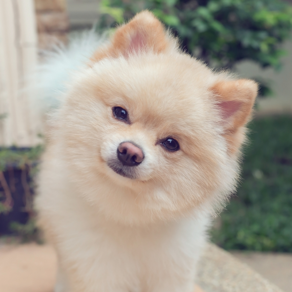 pomeranian small dog cute pets friendly in home, question face