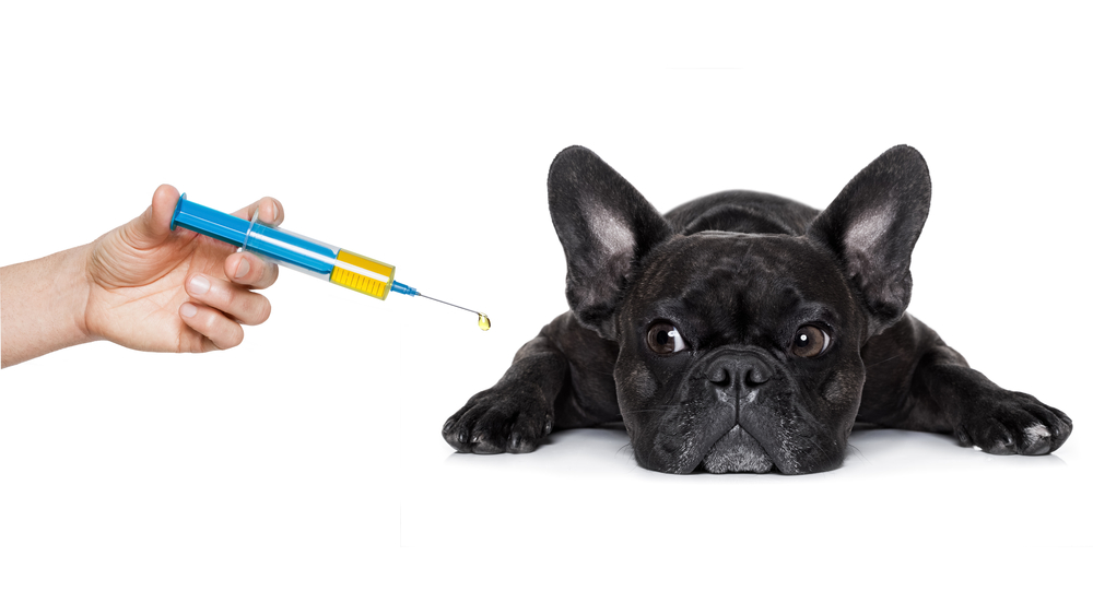 ワクチンをする犬