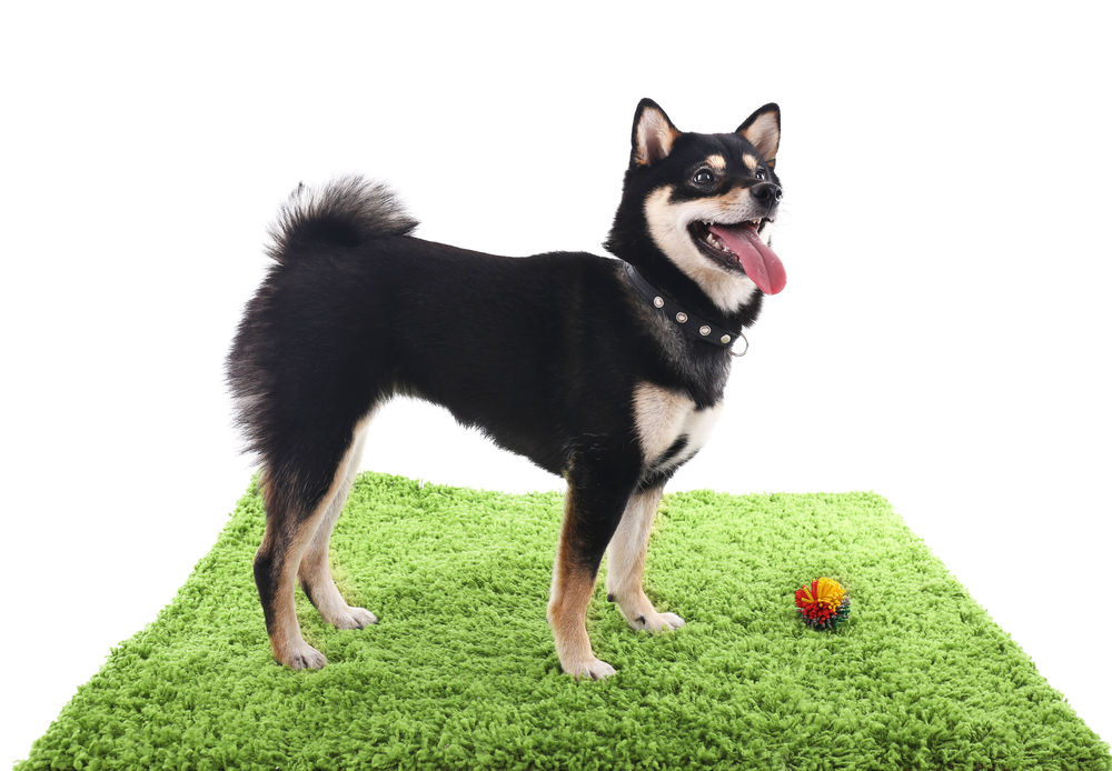 Siba inu dog playing with a toy on a green carpet isolated on white