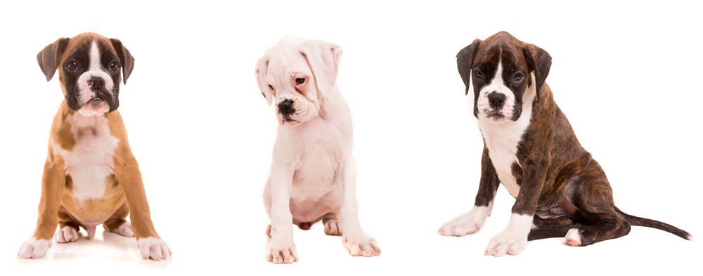 3 types of boxer puppies isolated over a white background