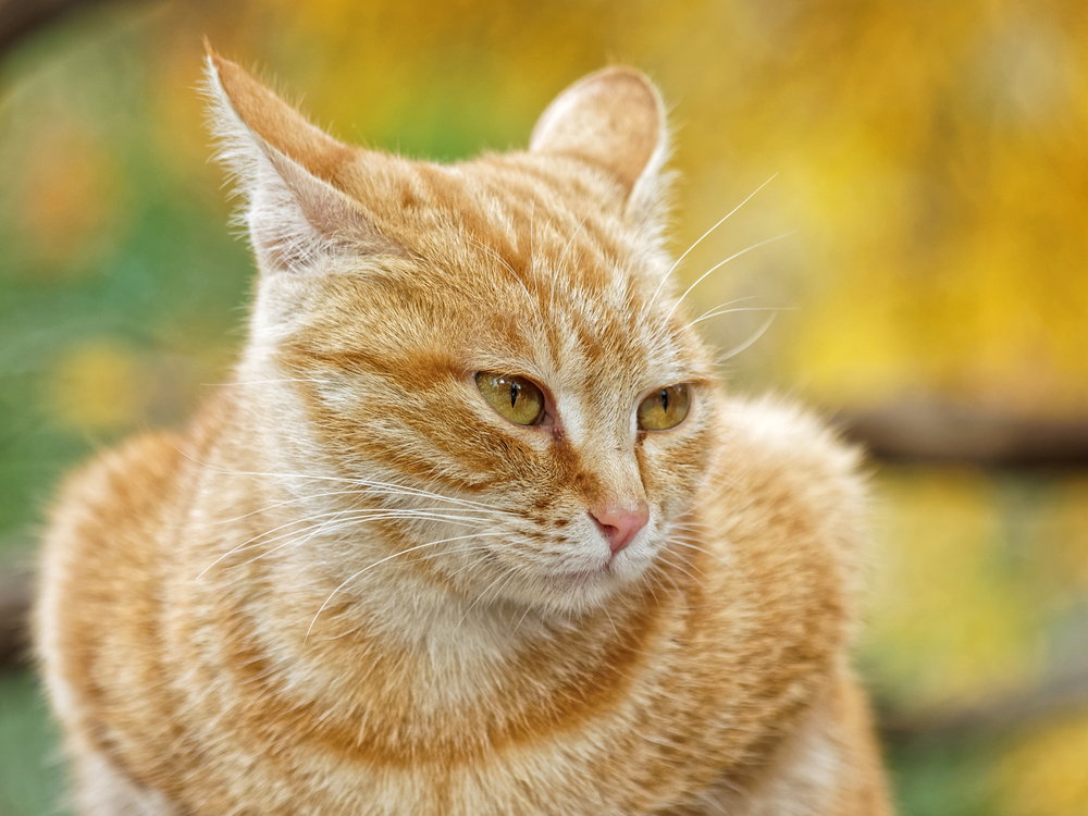 猫の耳が「イカ耳」になるのはどんな時？耳から読み取れる猫の心理を解説