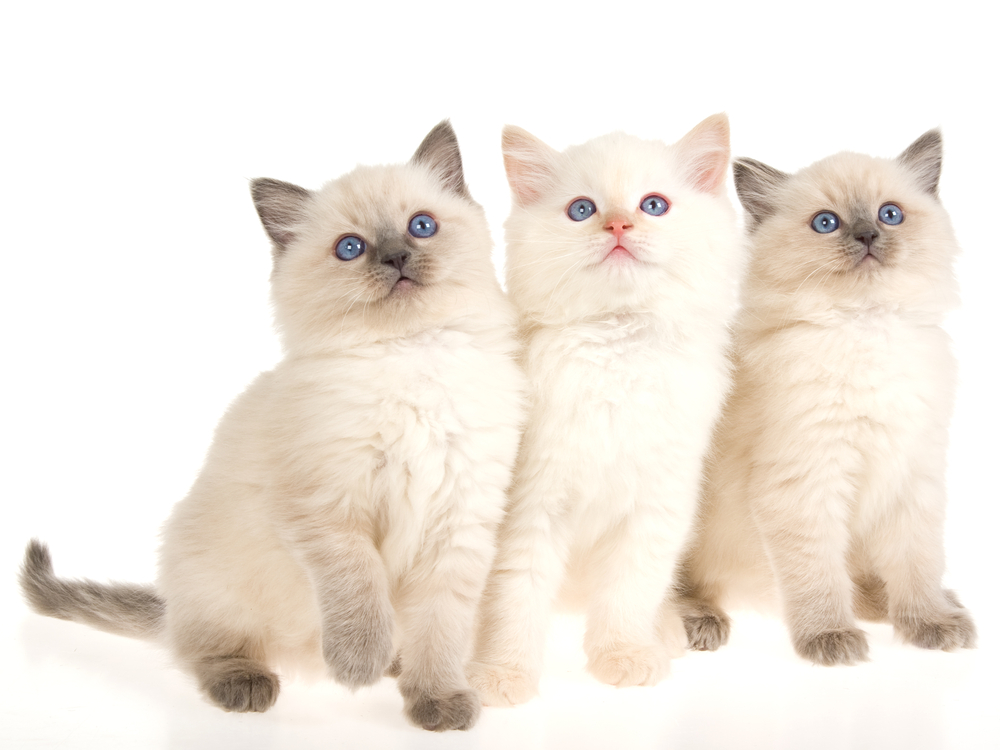 3 Cute Ragdoll kittens on white background