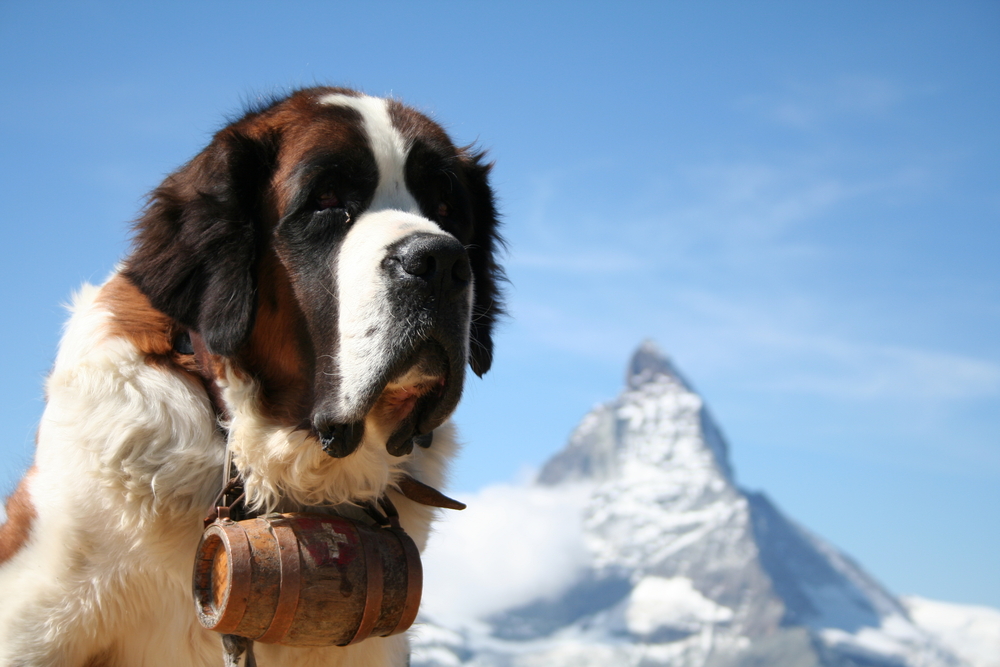 St. Bernard rescue dog in Zermatt, Switzerland, with Mount Matterhorn in the background