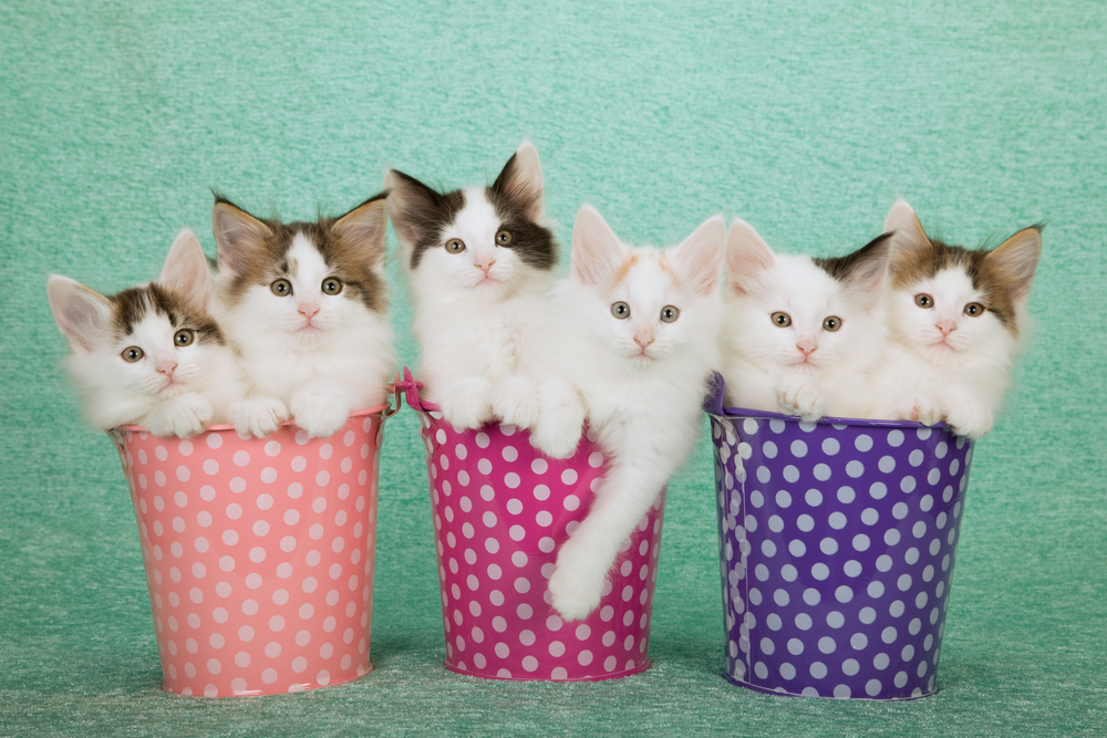 Six Norwegian Forest Cat kittens sitting inside polka dot buckets pails containers on mint green background 