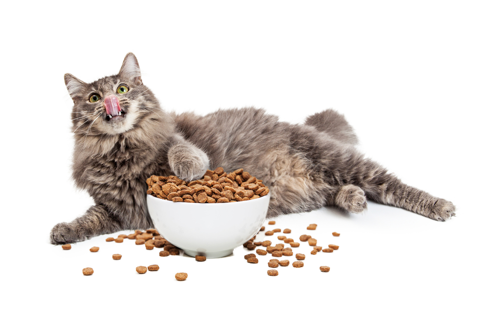 猫がご飯をだらだら食べるのは何故？理由と対処法を紹介