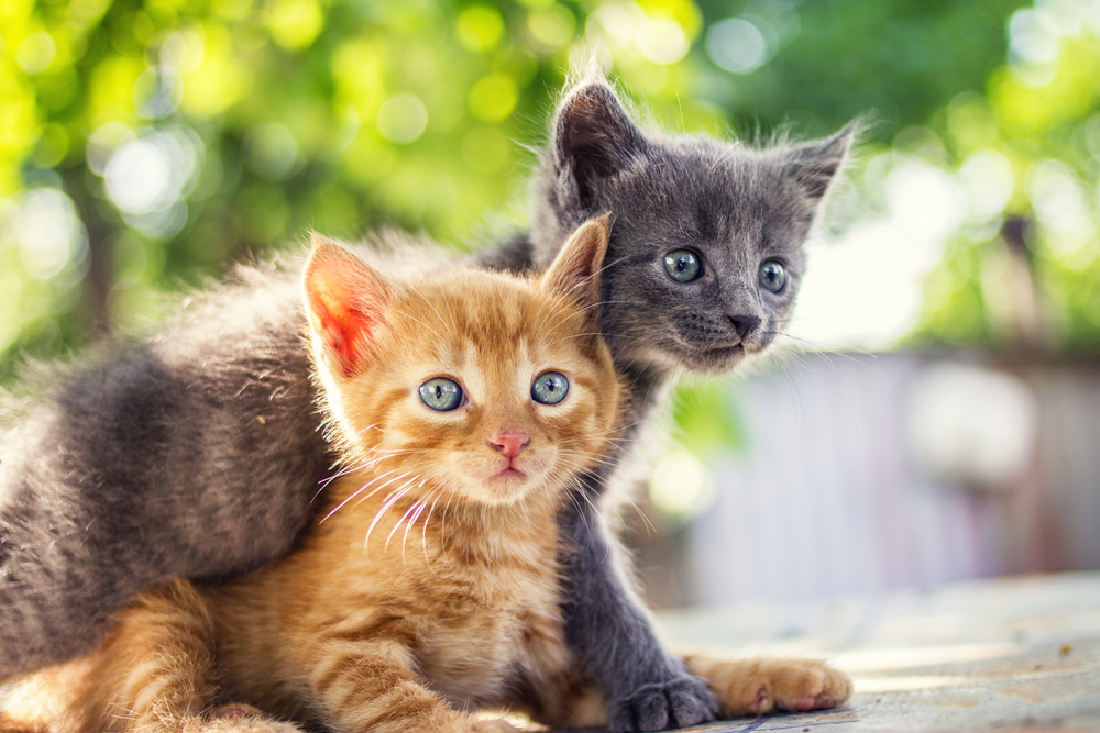 子猫の両目はいつまでに開いたら大丈夫？まだ目が開かない原因について解説。