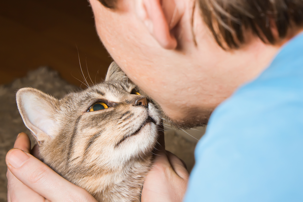 飼い主の顔を見つめる猫