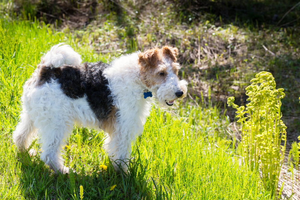 Wire fox terrier off a woodland path.