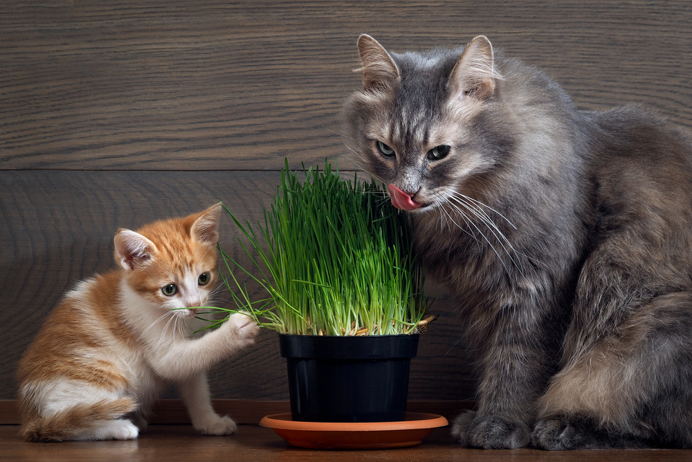 猫にとって安全な観葉植物と危険な観葉植物