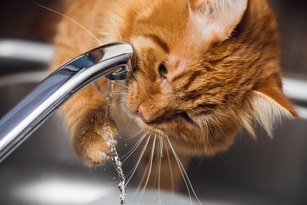 水道の水を飲もうとしている猫