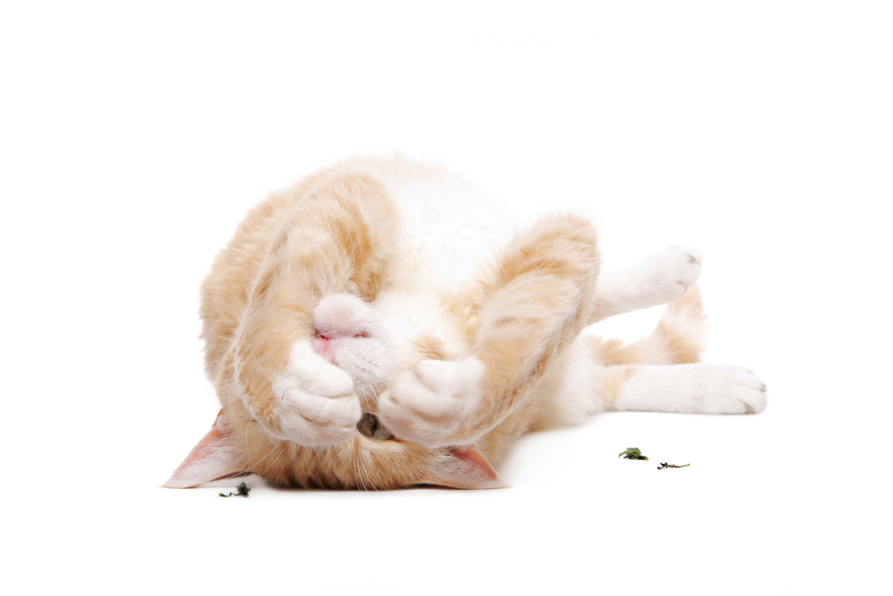 LaPerm Cat with catnip on white