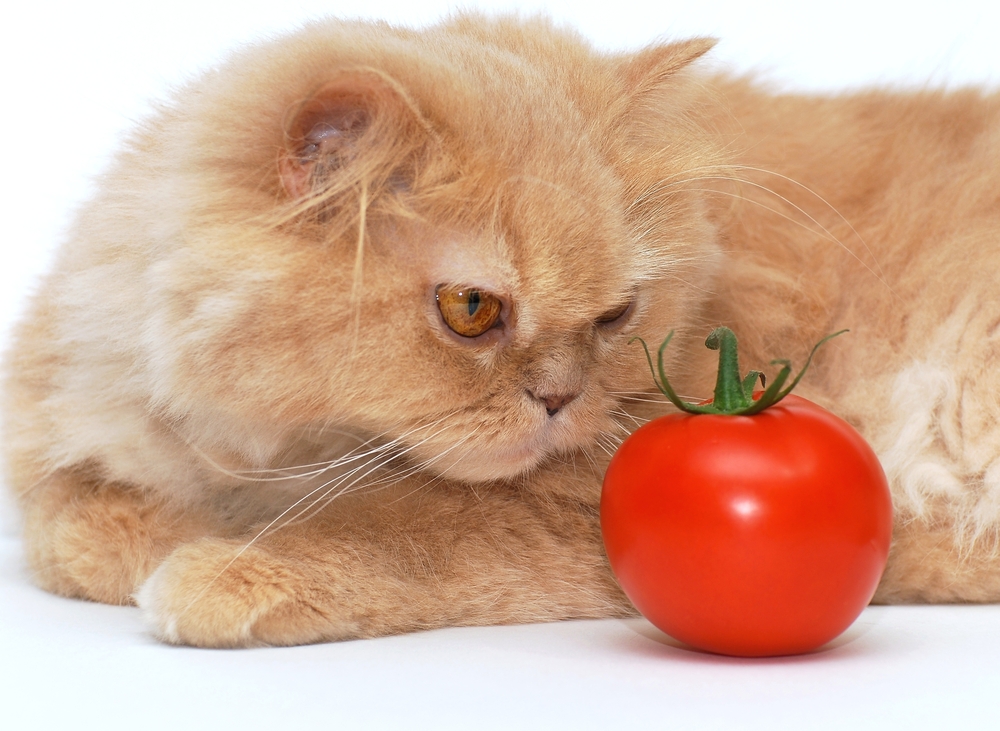 【獣医師監修】猫にトマトはOK！食べてもいい量と与えるときの注意点！【2023年版】