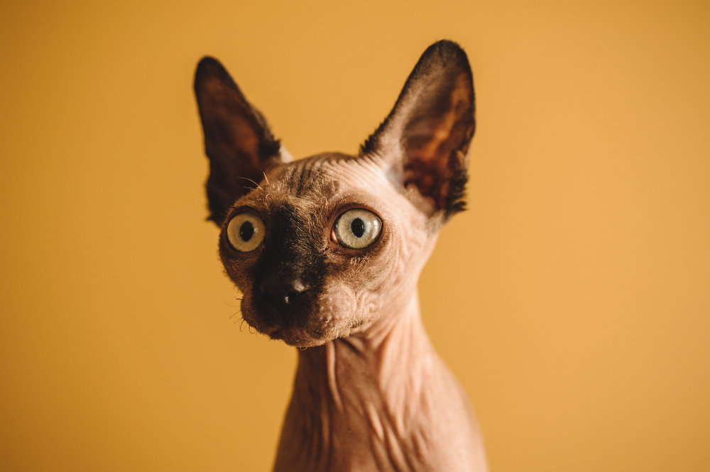 Funny portrait of hairless sphynx or sphinx baby cat kitten 