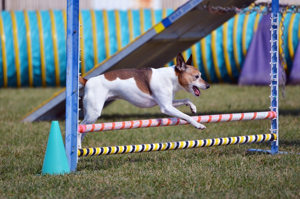 Rat Terrier at Leaping Over a Jump at a Dog Agility Trial