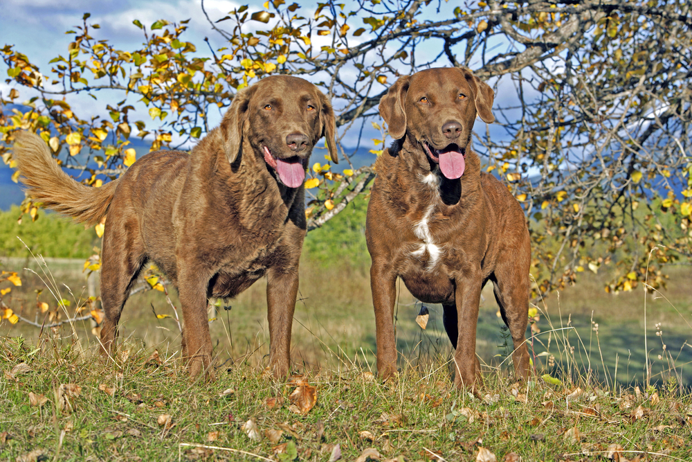 Chesapeake Bay Retriever two standing on grass by tree in autumn colors