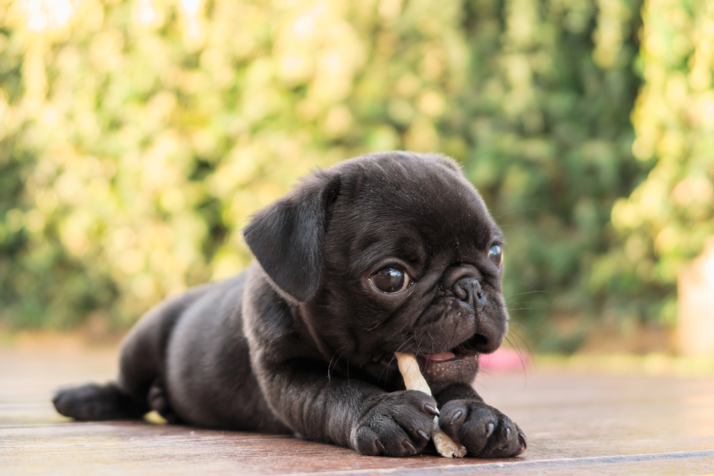 The black puppy pug dog lying to eat dog snack on wooden floor.