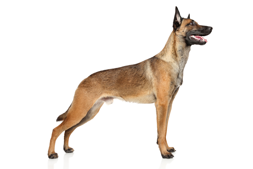 Belgian shepherd dog Malinois in standing on a white background
