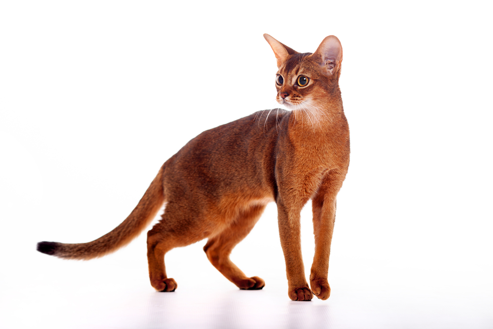 Horizontal portrait of one domestic cat of Abyssinian breed with yellow eyes and red short hair walking on isolated background