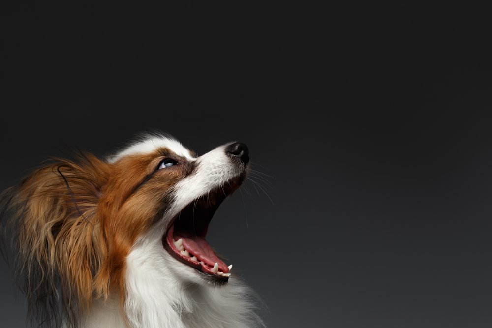 Closeup Surprised White Papillon Dog with opened mouth on black background