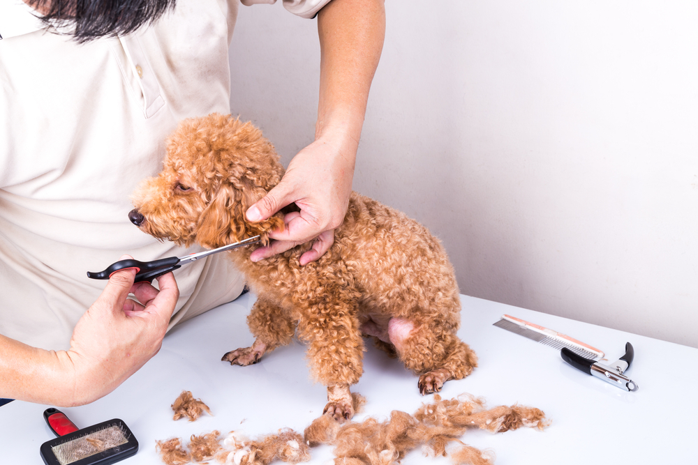 Groomer grooming brown poodle dog with scissor in salon