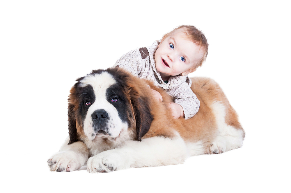 Happy little boy playing with a saint bernard puppy 