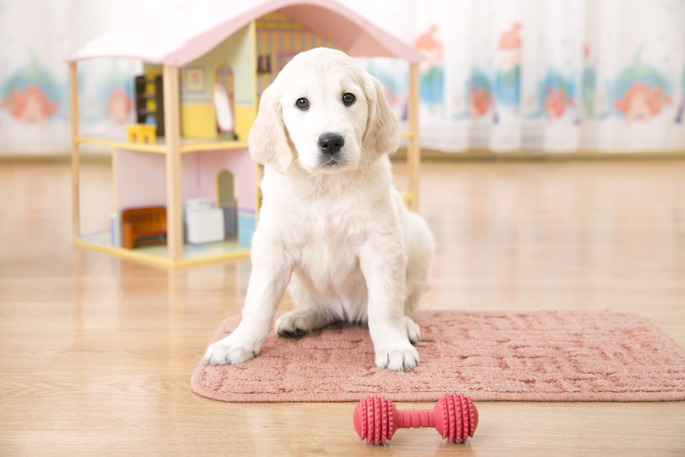 Portrait of golden retriever puppy sitting on the floor