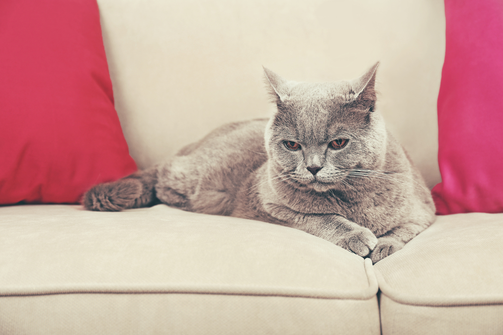 ソファーの上でくつろぐ猫