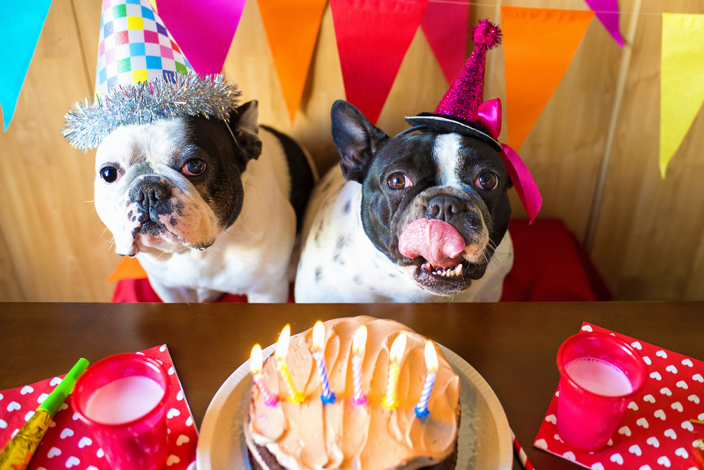誕生日や記念日に！犬用ケーキの作り方を解説