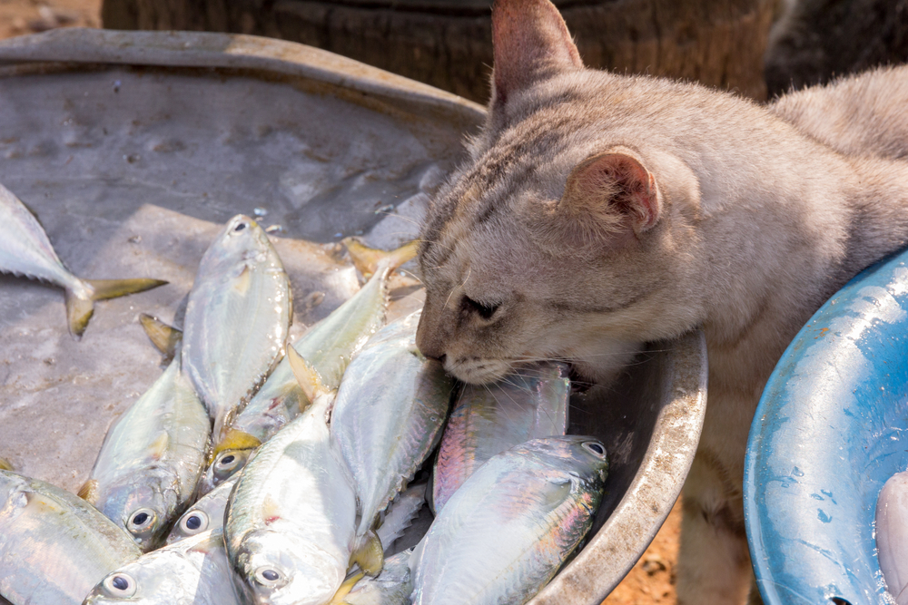 魚を食べようとする猫
