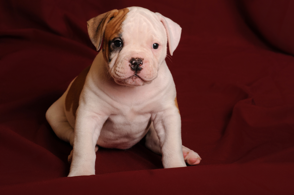 american bulldog sitting 10