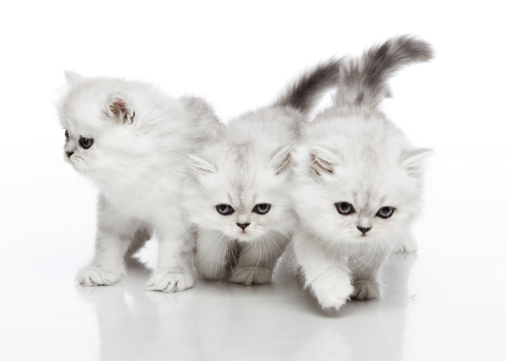 Horizontal portrait of three kittens of Persian cat breed standing on isolated background