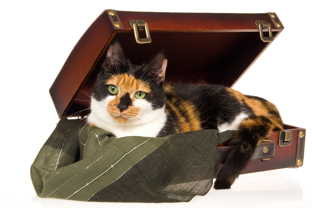 スーツケースの中に入る猫