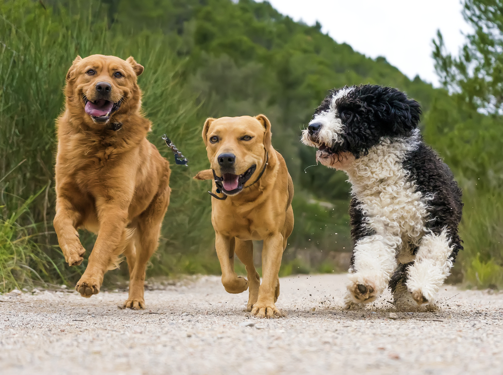 犬の身体能力はこんなに優れている？運動神経を得意な犬種ごとに徹底解説