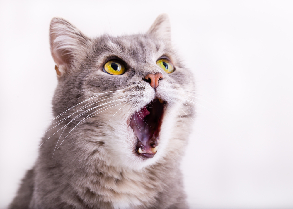 猫が犬のように遠吠えする理由とは？その理由と遠吠え対策を紹介！