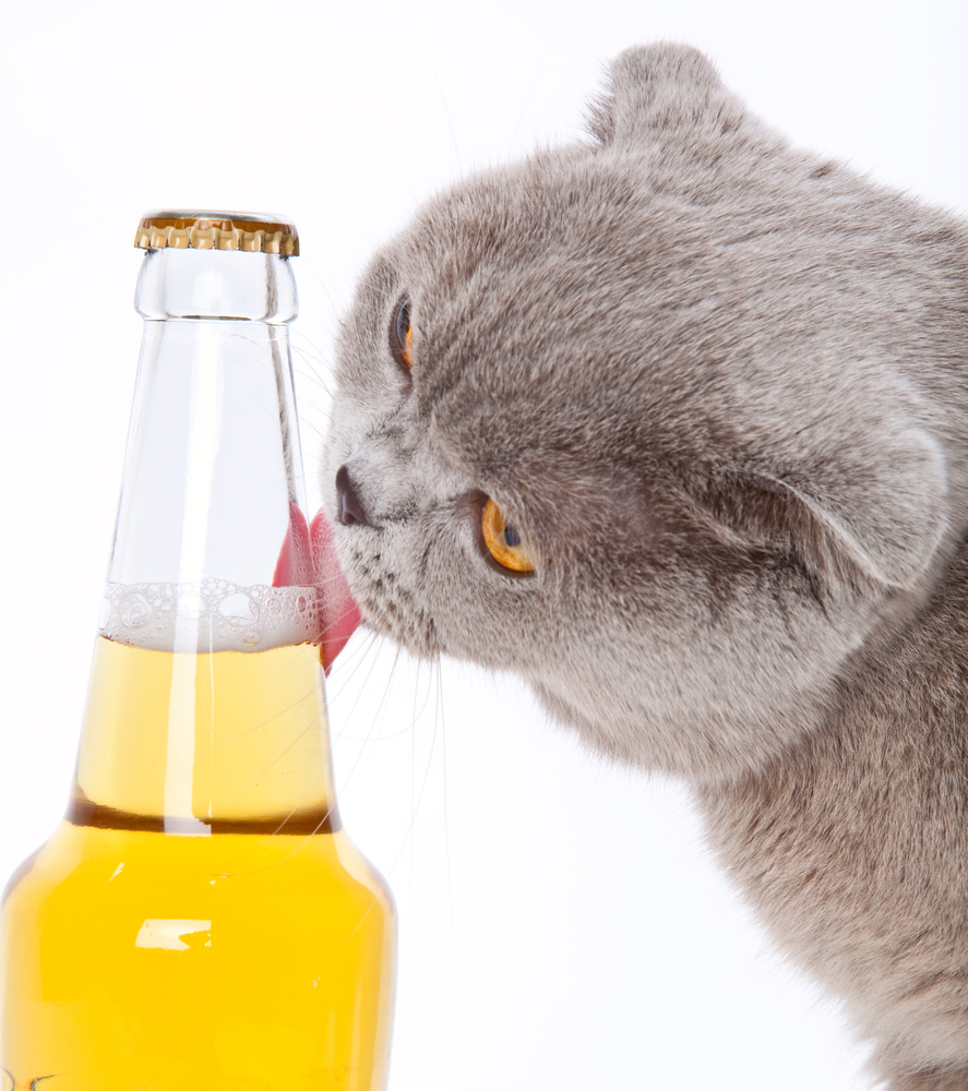 猫にお酒は絶対NG！猫にお酒を与えてはダメな理由と飲んでしまった時の対処法を解説していきます！