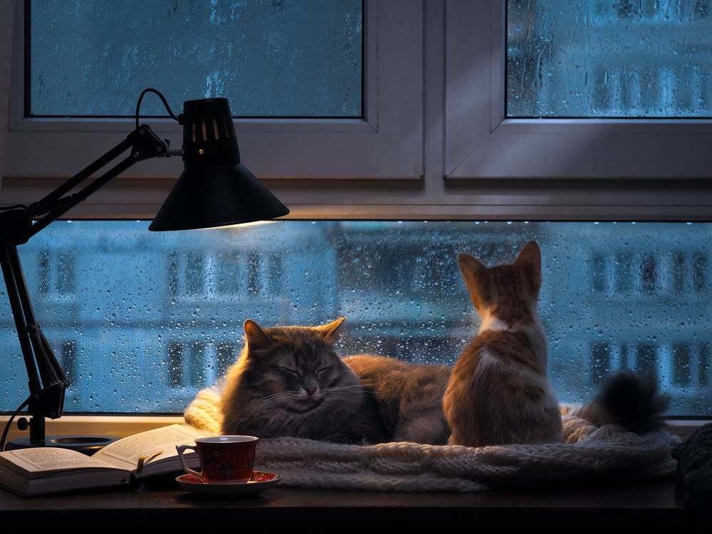 Cats in the window. Outside, rain, water drops on the glass. Twilight shines a desk lamp. It should be a cup with a drink, it is an open book. Cozy and warm. 